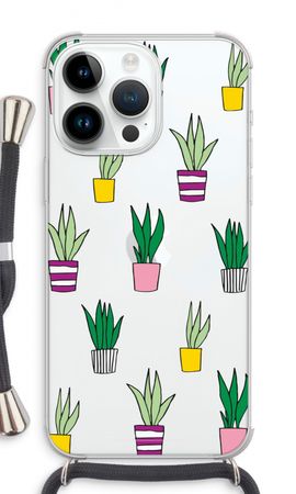 Sanseveria