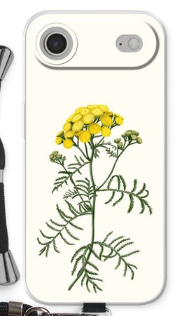Tansy