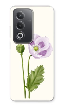 Purple poppy