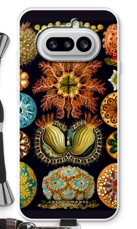 Haeckel Ascidiae