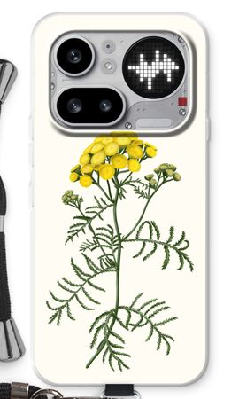 Tansy