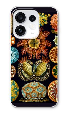 Haeckel Ascidiae