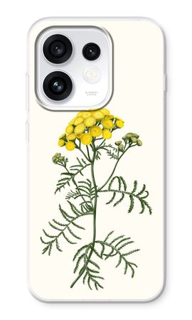 Tansy
