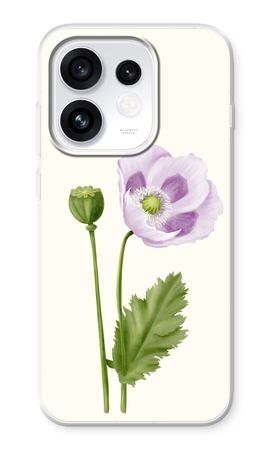Purple poppy