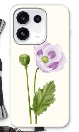 Purple poppy