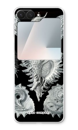 Haeckel Prosobranchia