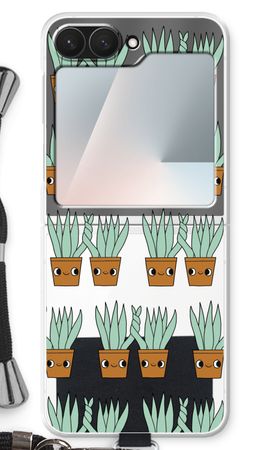 Sansevieria