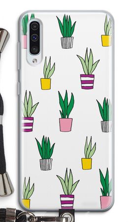 Sanseveria
