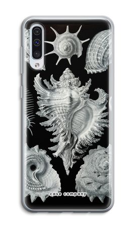 Haeckel Prosobranchia