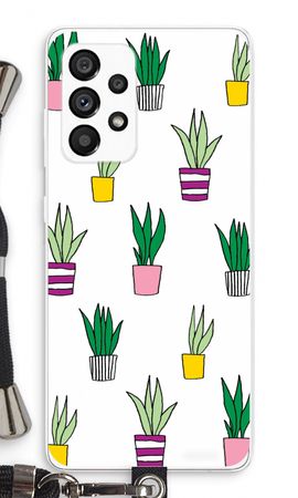 Sanseveria