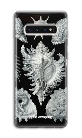 Haeckel Prosobranchia