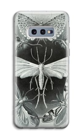 Haeckel Tineida