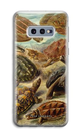 Haeckel Chelonia