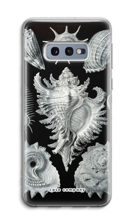 Haeckel Prosobranchia