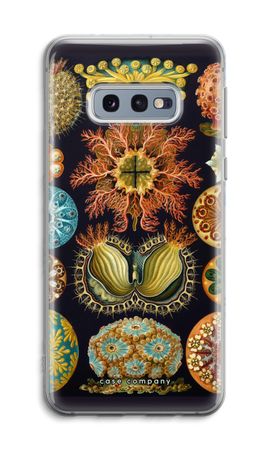 Haeckel Ascidiae