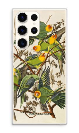 Carolina Parrot