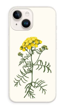 Tansy