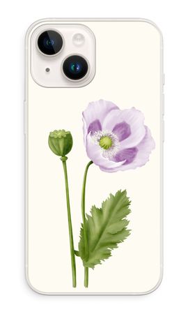 Purple poppy