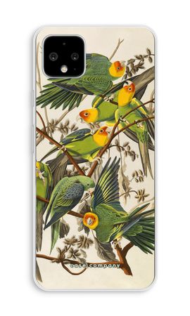 Carolina Parrot