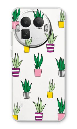 Sanseveria