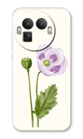 Purple poppy