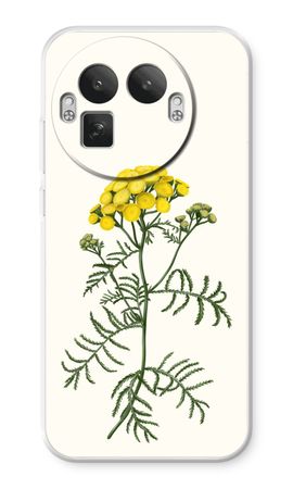 Tansy