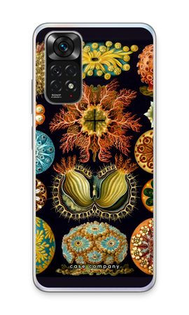 Haeckel Ascidiae