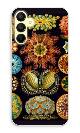 Haeckel Ascidiae
