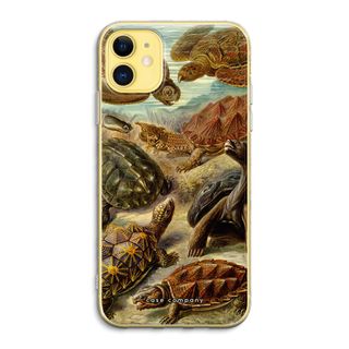 Haeckel Chelonia