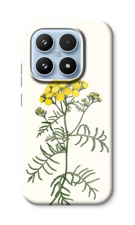 Tansy