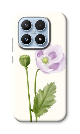 Purple poppy