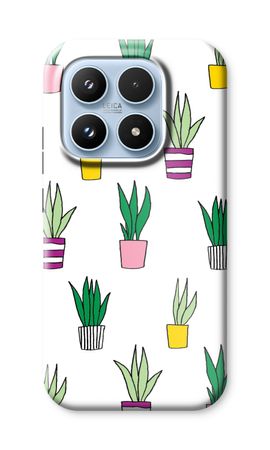 Sanseveria