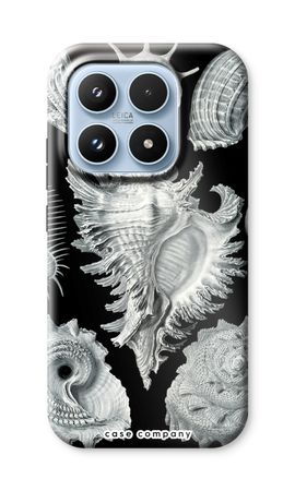 Haeckel Prosobranchia
